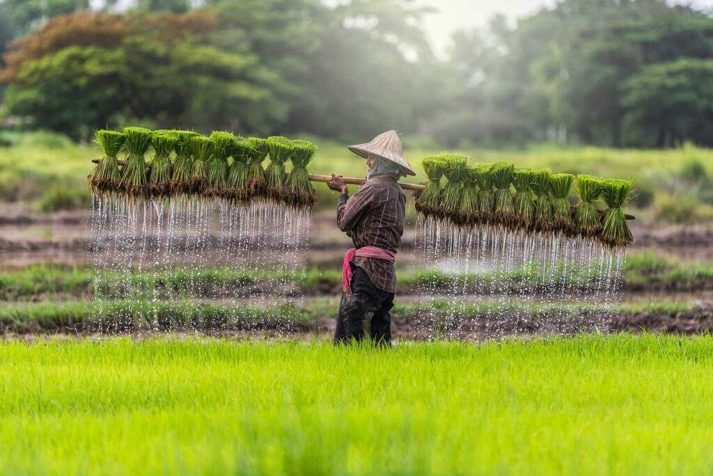 Laos landscape