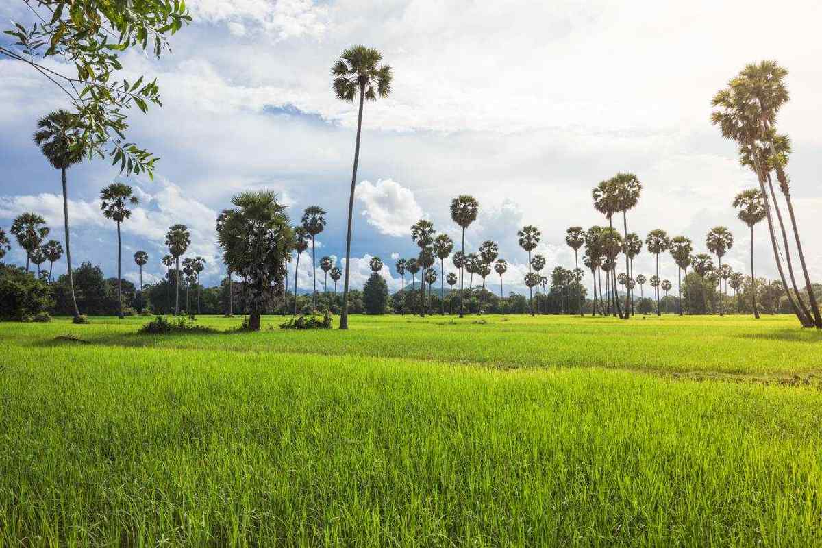 Cambodia ricefield