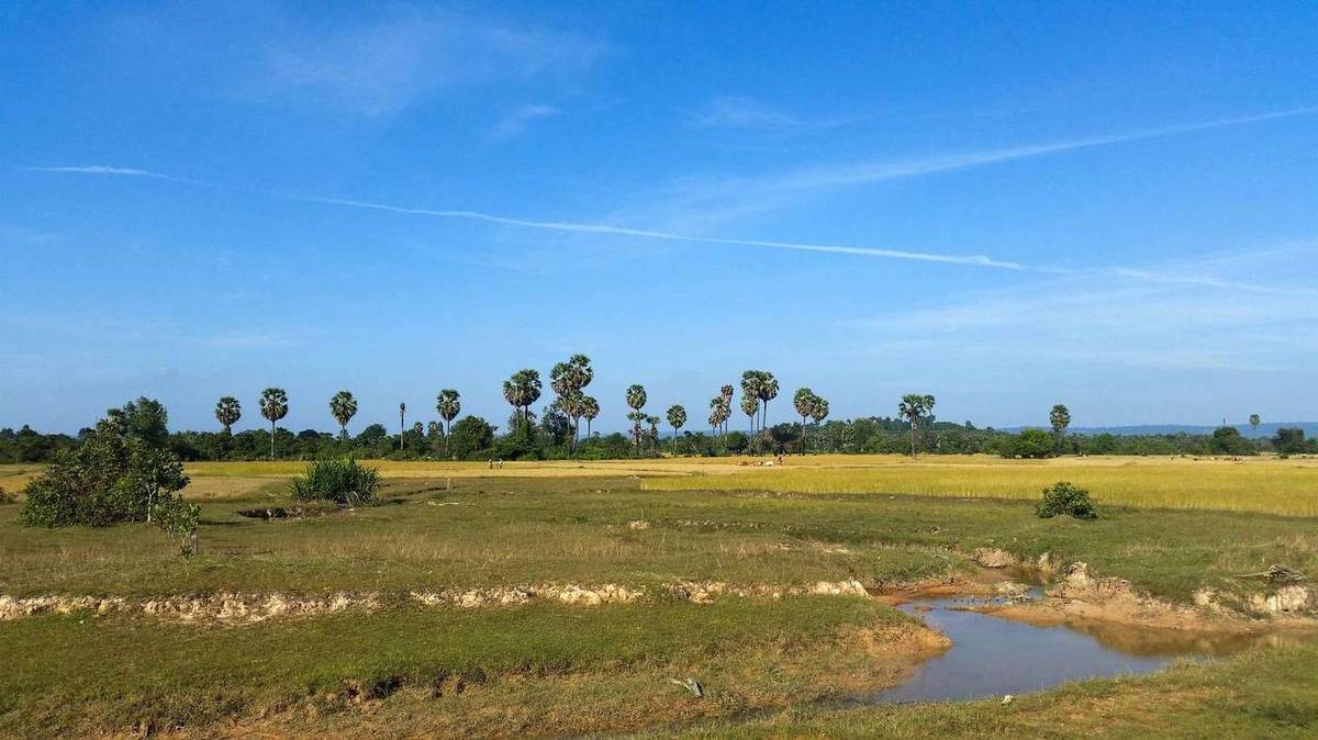 Cambodia siem reap rice field
