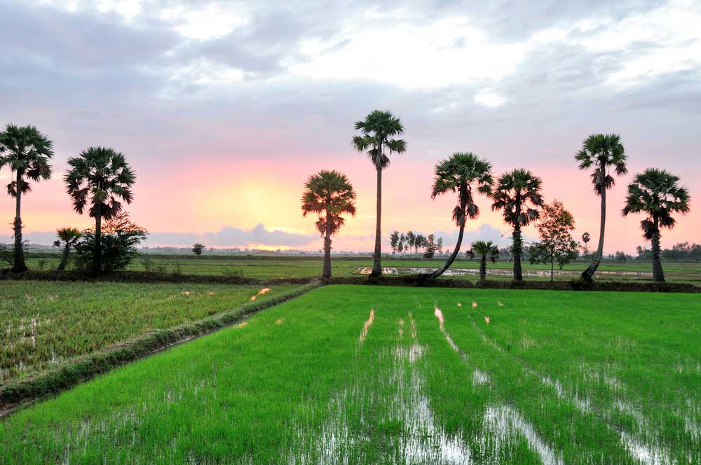 Vietnam mekong delta an giang chau doc palm trees on the field