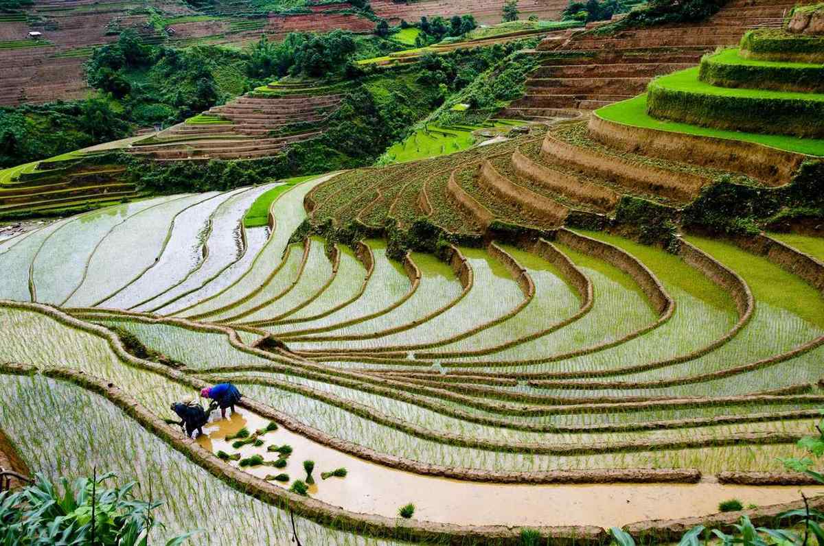 Vietnam sapa dt mx