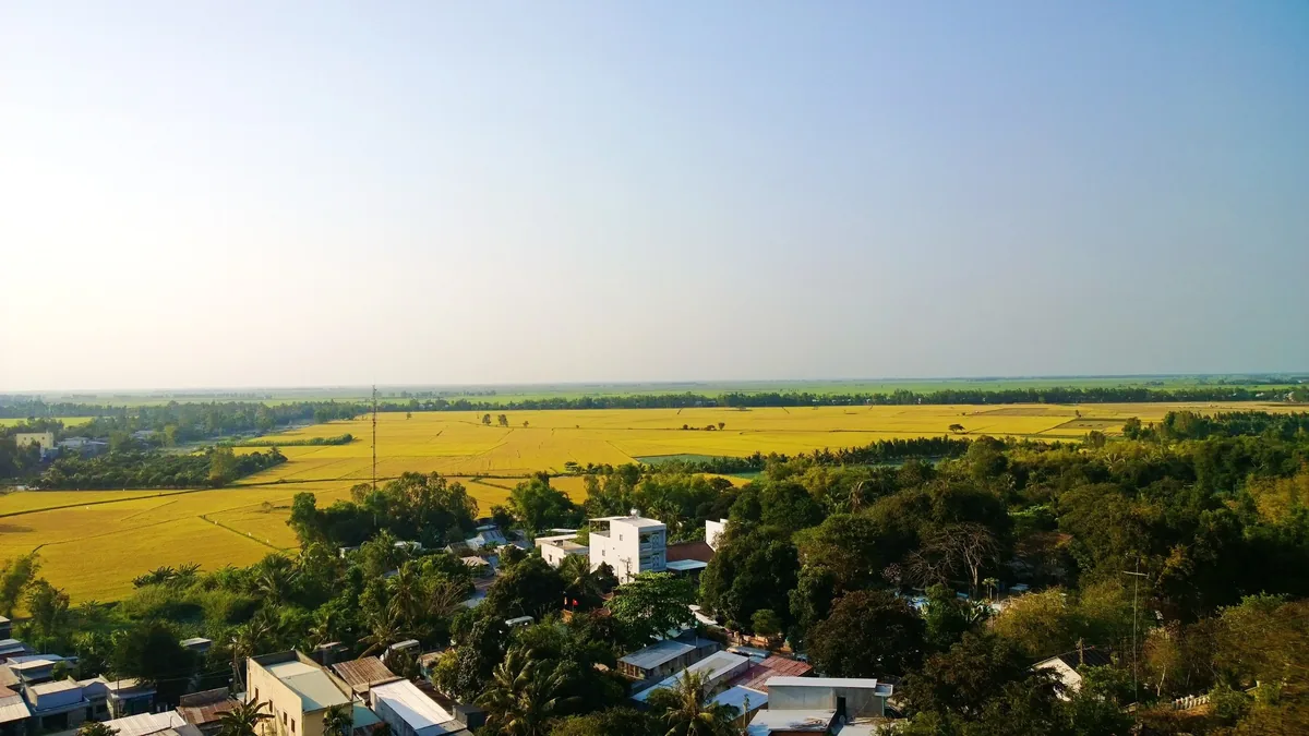Golden rice fields stretch beside a village with green trees near Chau Doc, Vietnam.