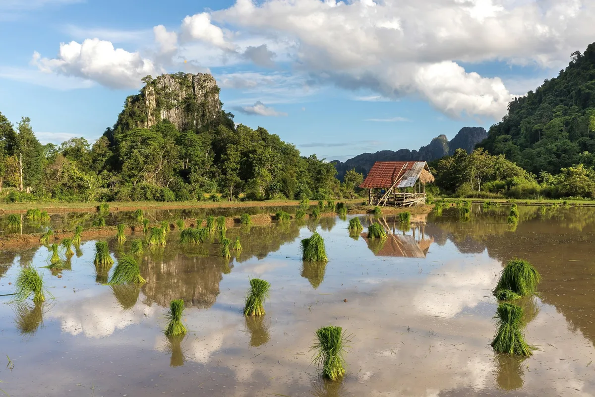 Flooded rice paddy with young seedlings reflects limestone karsts and a wooden hut near Vang Vieng, Laos.