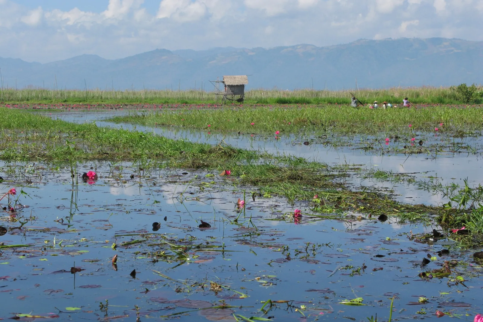 Floating gardens with pink lotus flowers and a small hut on Inle Lake, mountains in the distance.