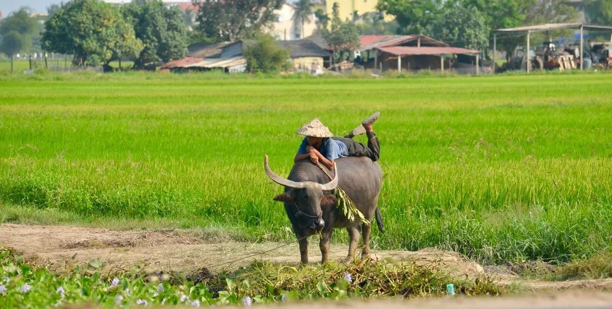 A farmer wearing a conical hat lies atop a water buffalo beside green rice fields near Hoi An.