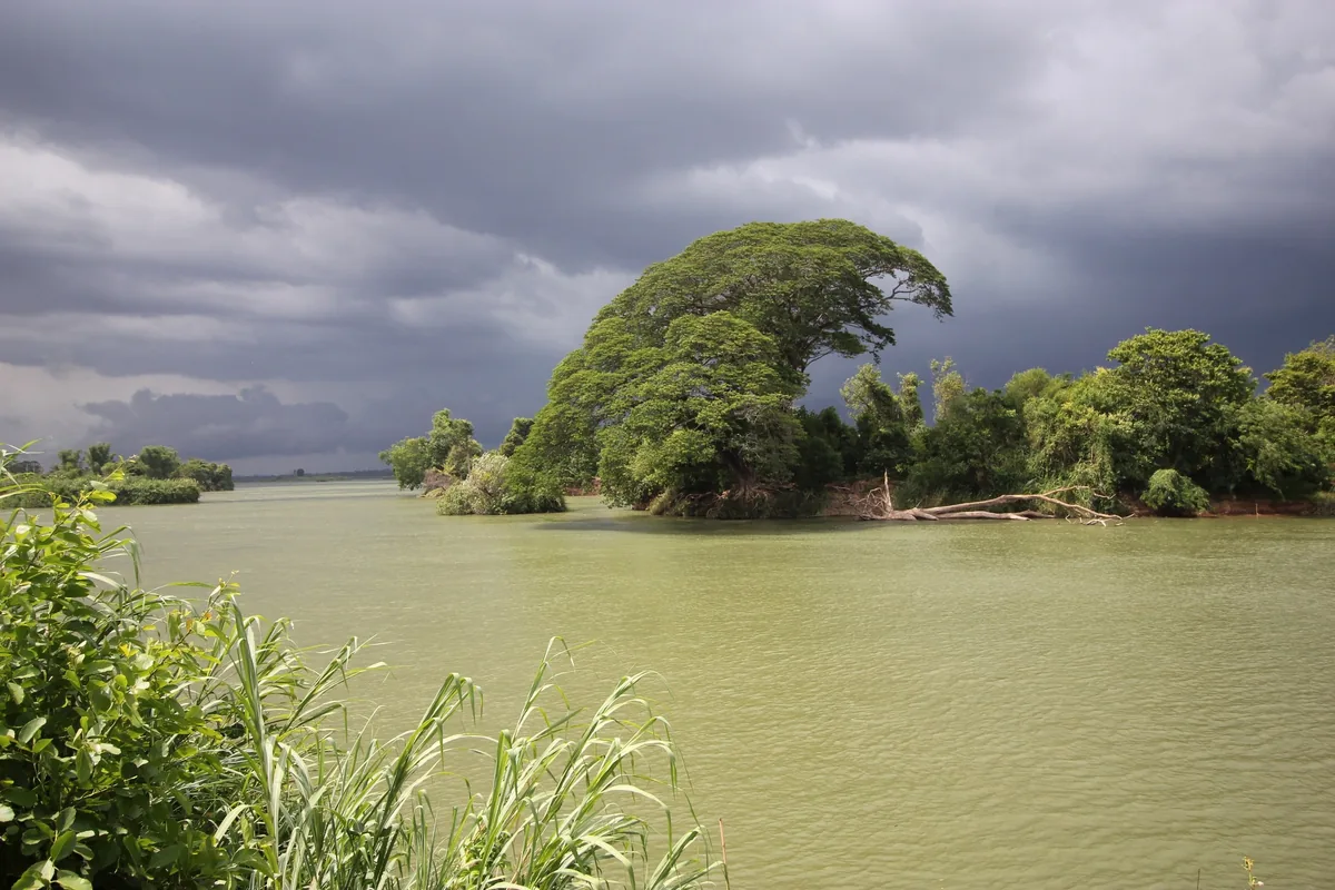 A large rain tree grows on a small islet in the wide Mekong River under a stormy sky in Si Phan Don, Laos.