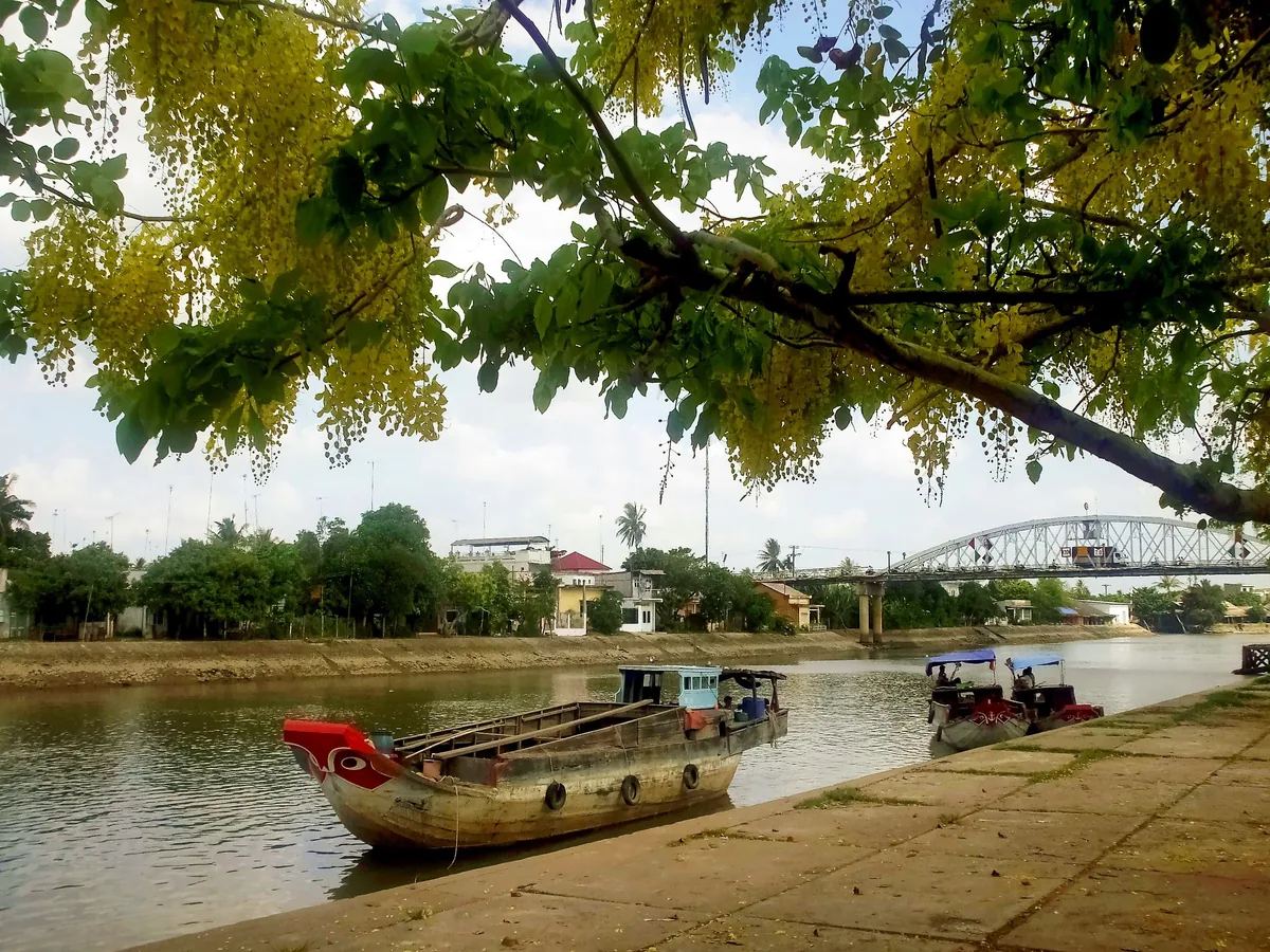 Wooden boats moored along a Mekong Delta canal near Cho Lach, framed by flowering branches and a distant bridge.