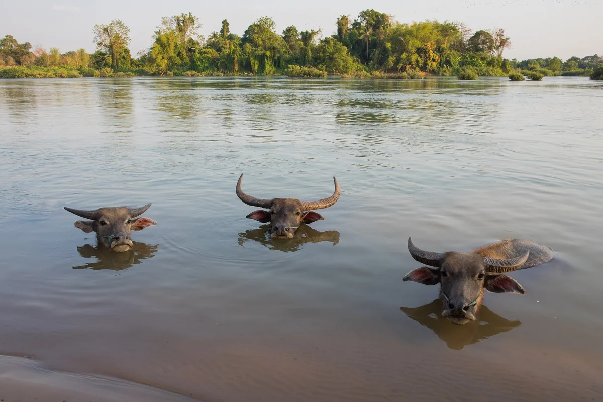 Three water buffaloes submerge in the Mekong River, only their heads visible, in Si Phan Don, Laos.
