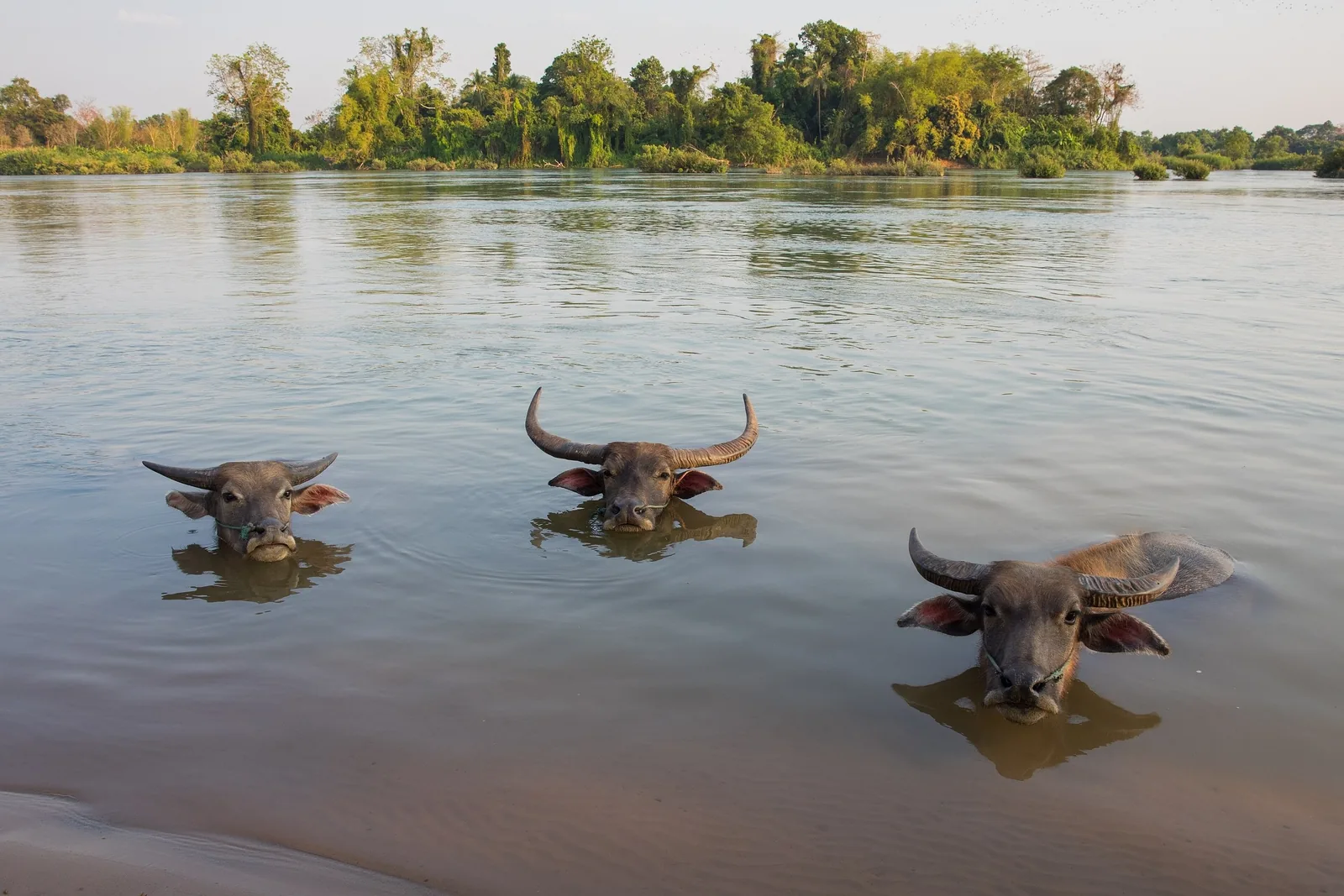 Three water buffaloes submerge in the Mekong River, only their heads visible, in Si Phan Don, Laos.