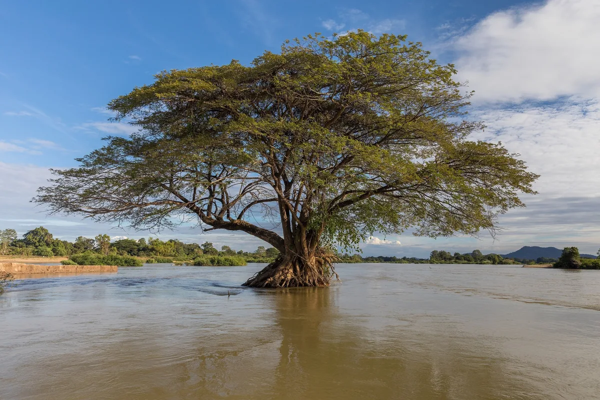 A lone rain tree stands with roots submerged in the flooded Mekong River at Si Phan Don, Laos.